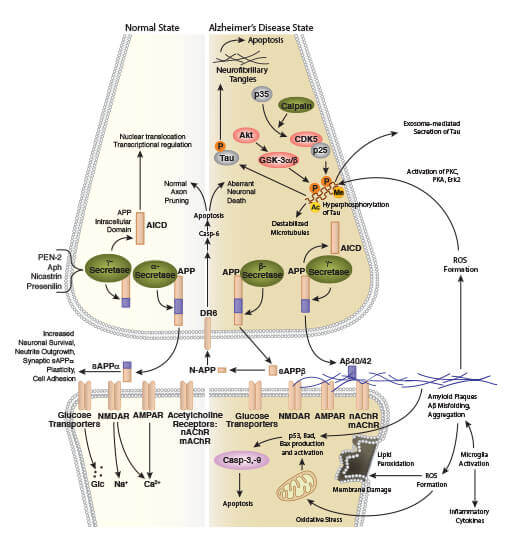 Amyloid Plaque Formation in Alzheimer's Disease Signaling Interactive Pathway